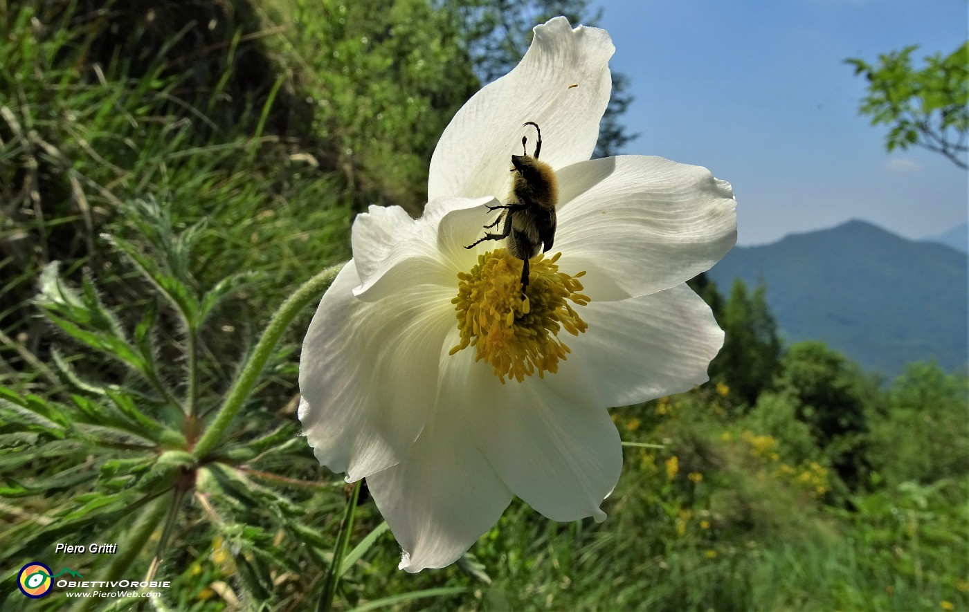05 Pulsatilla alpina In Filaressa.JPG